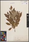 Foto von Salix cinerea L.